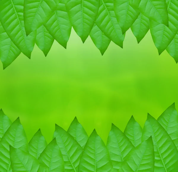 Green leaves over abstract — Stock Photo, Image