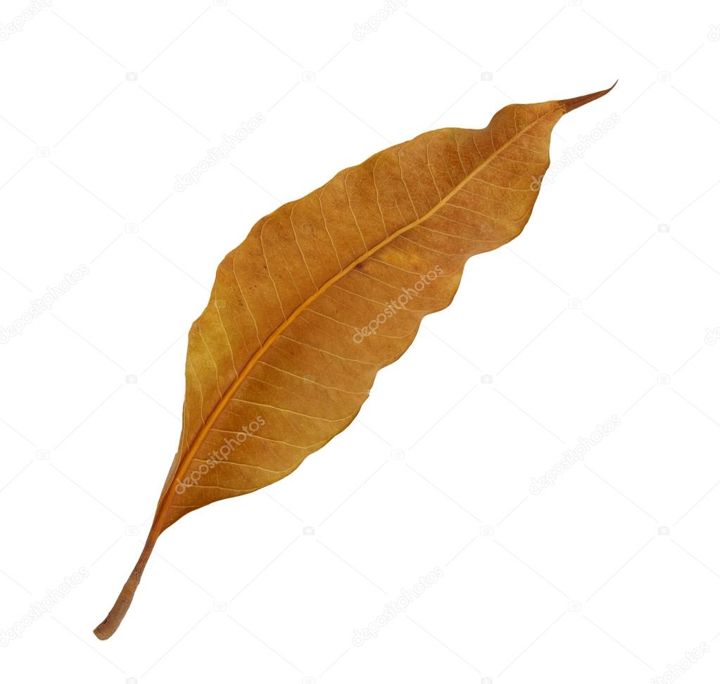Autumn leaf falling