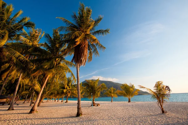 Kokosnoot op het strand — Stockfoto