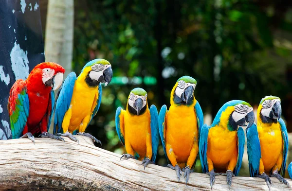 Colorful macaws — Stock Photo, Image