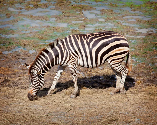 Jedna zebra — Zdjęcie stockowe