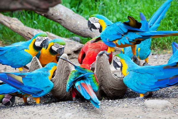 Arara colorida com fome — Fotografia de Stock