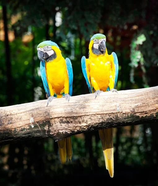 Renkli çift Amerika papağanı — Stok fotoğraf