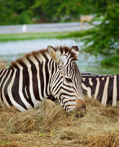 Duas zebras — Fotografia de Stock