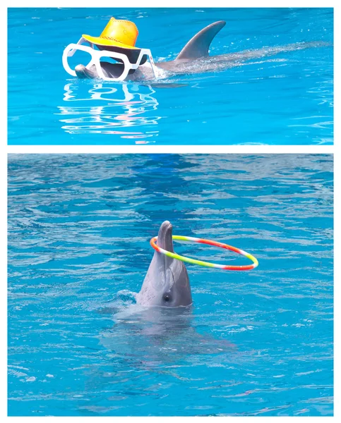 Trained dolphin — Stock Photo, Image