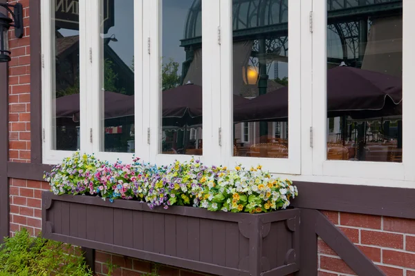 Window and flower — Stock Photo, Image