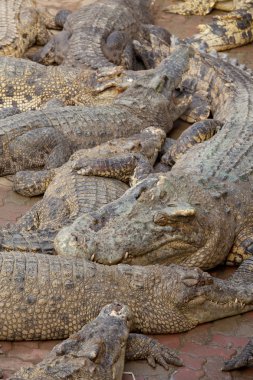 Timsah suyun içinde birden fazla uyku