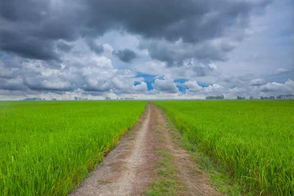 Off-road spår i landet — Stockfoto