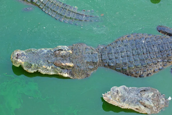 Crocodile multiple sleep in water — Stock Photo, Image