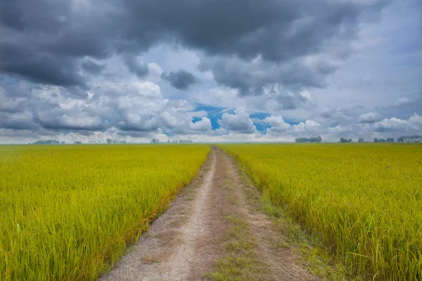 Off-road track in country — Stock Photo, Image