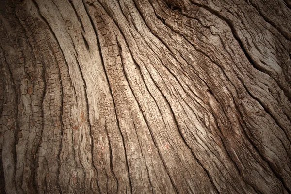 Bark pattern — Stock Photo, Image