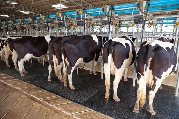 Instalação de ordenha de vacas — Fotografia de Stock