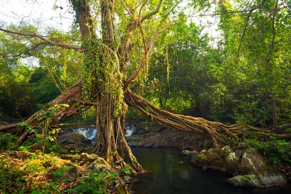 木の根との滝kořeny stromů a vodopád — Stock fotografie