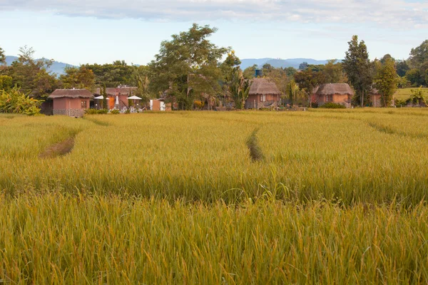 Vila com campo de ouro — Fotografia de Stock