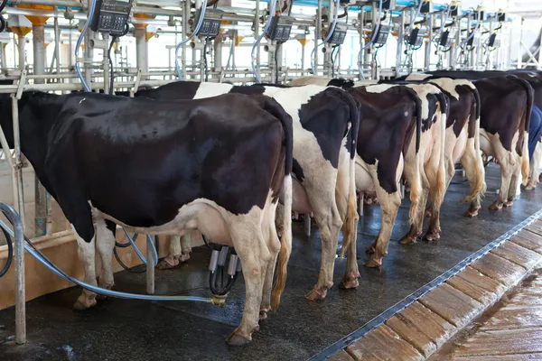 Instalação de ordenha de vacas — Fotografia de Stock