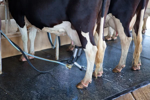 Instalación de ordeño de vacas — Foto de Stock