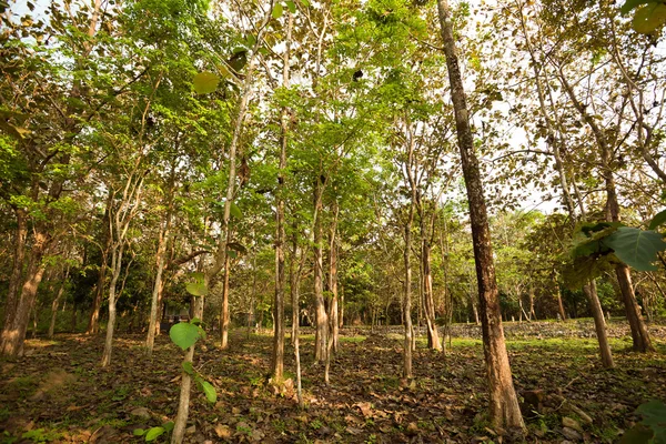 Paesaggio tropicale della foresta pluviale — Foto Stock