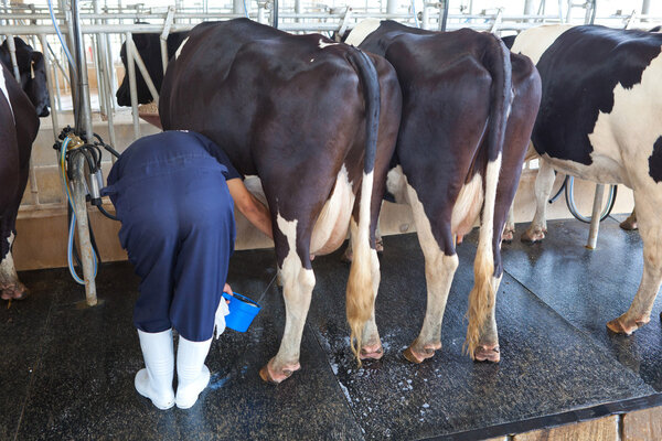 Cow milking facility