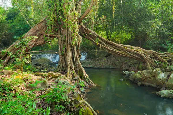 Tree roots — Stock Photo, Image