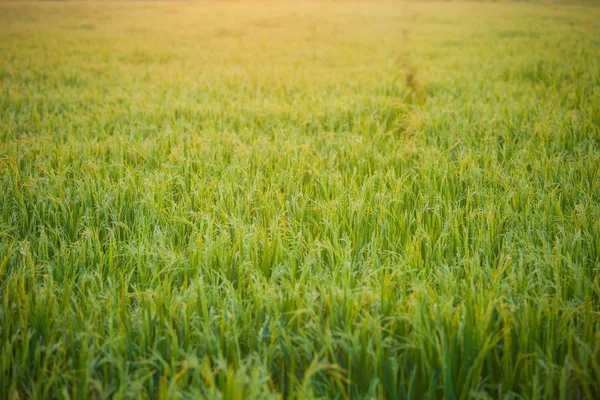 Reis Sonnenuntergang Farm — Stockfoto