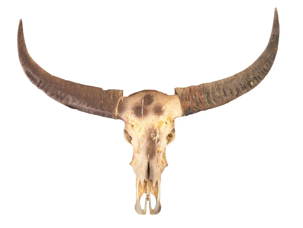 Teschio di bufalo — Foto Stock