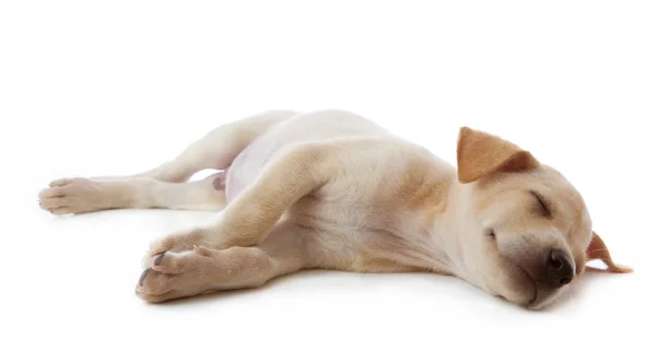 Cachorro perro mintiendo — Foto de Stock