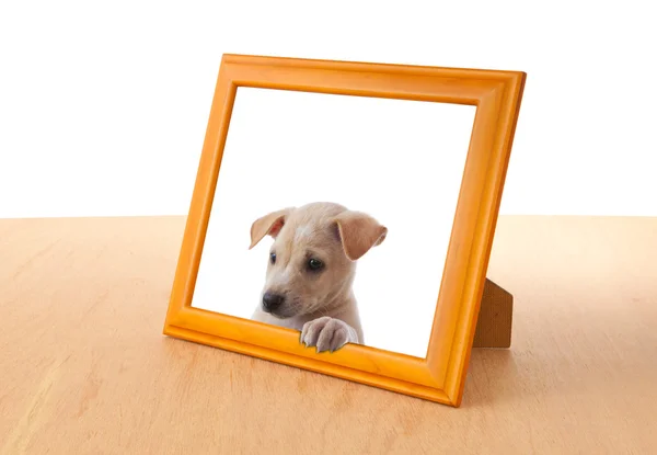 Perro con marco — Foto de Stock