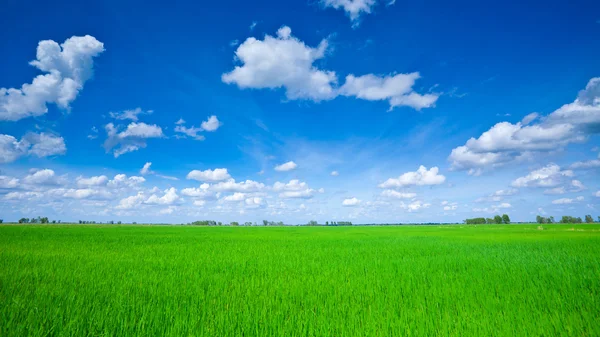 青い空の緑のフィールド — ストック写真