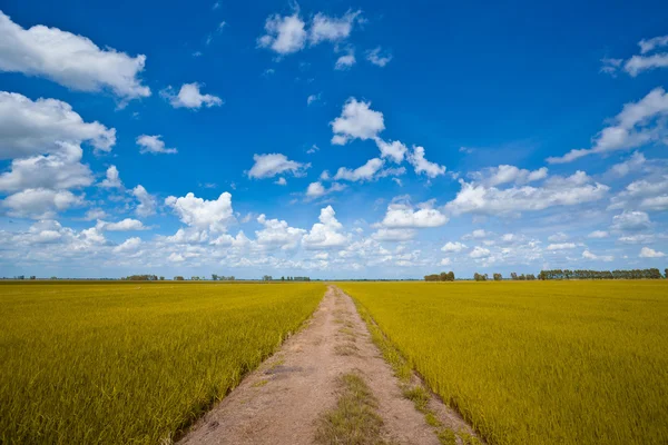 Yellow rice field — Stock Photo, Image