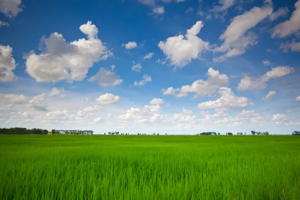 Campo verde con cielo azul — Foto de Stock