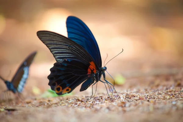 Butterfly on the ground — Stock Photo, Image