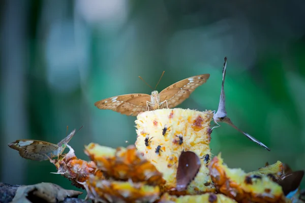Butterflies eating fruit — Stock Photo, Image