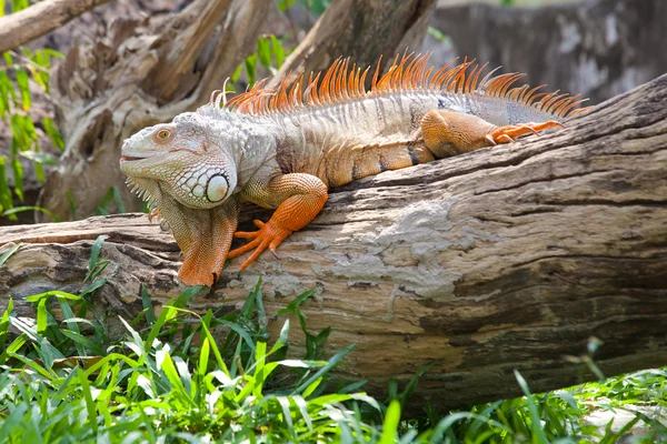 Iguana rettile seduta — Foto Stock