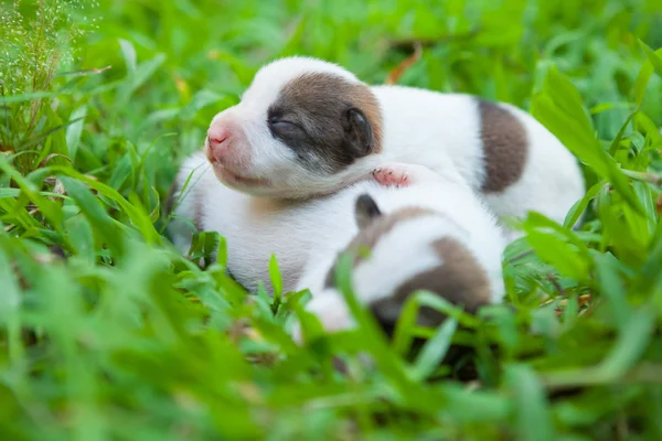 Newborn cute puppies — Stock Photo, Image