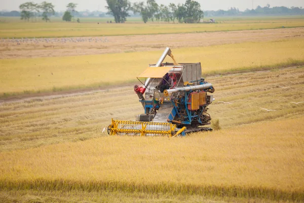 Farma pracovník sklizně rýže s kombinovat stroj — Stock fotografie