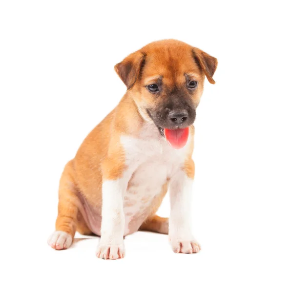 Hvalpehund - Stock-foto