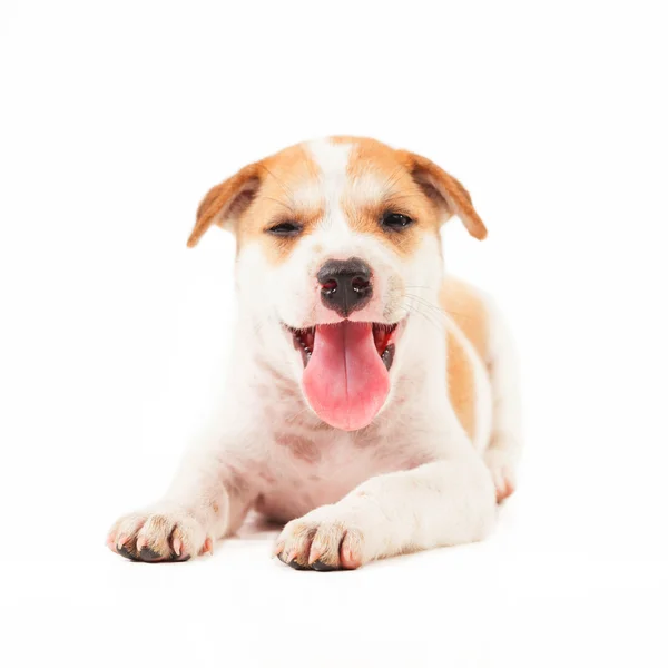 Puppy hondje — Stockfoto