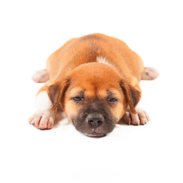 Cane cucciolo sdraiato — Foto Stock