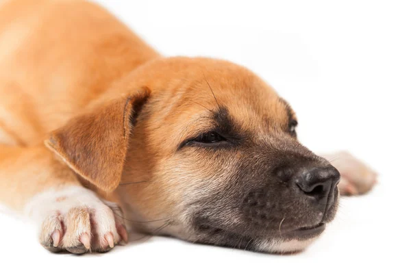 Puppy dog — Stock Photo, Image