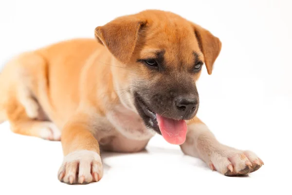 Puppy Dog — Stock Photo, Image