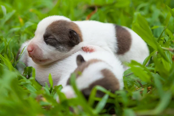 Newborn cute puppies — Stock Photo, Image