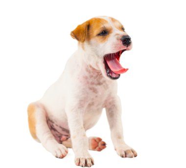 Yavru Köpek.