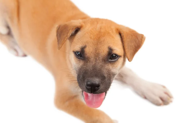 Puppy dog — Stock Photo, Image