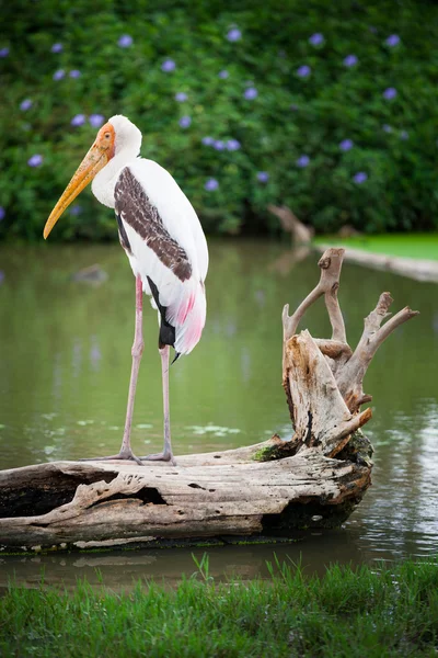 Dalmatian pelican — Stock Photo, Image
