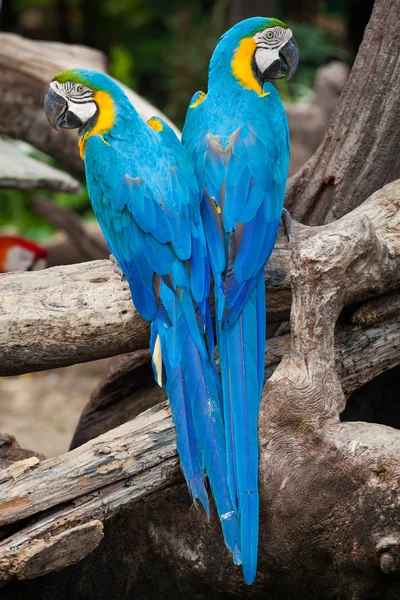 Çift Amerika papağanı — Stok fotoğraf