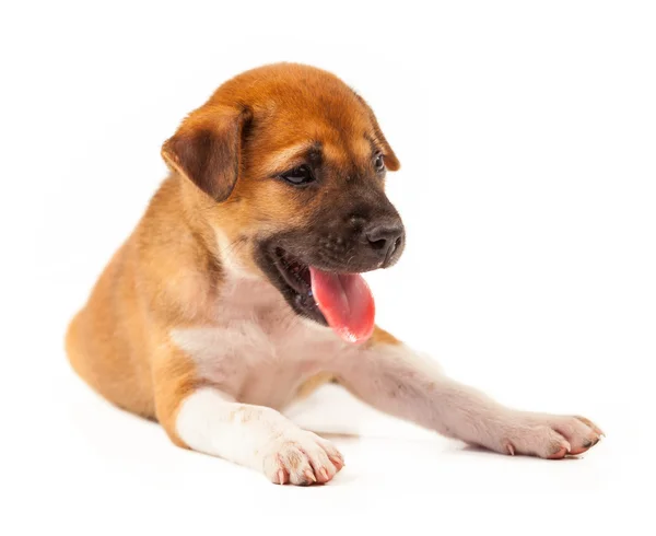 Hvalpehund - Stock-foto