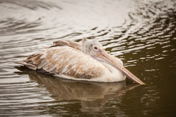 A majestic Dalmatian pelican — Stock Photo, Image