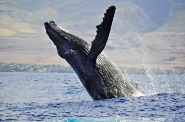 A Breaching Humpback Whale clipart