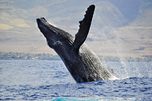 Una ballena jorobada rompiendo — Foto de Stock