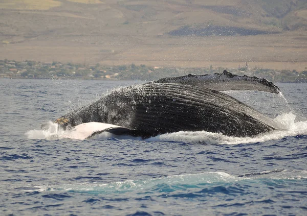 Una ballena jorobada rompiendo Imagen De Stock